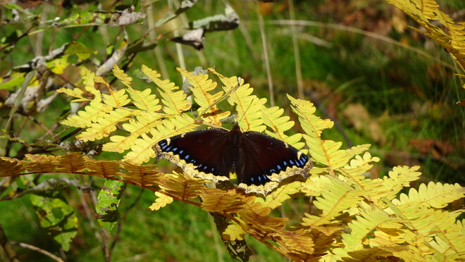 Butterfly & Ferns Sudbury, ON