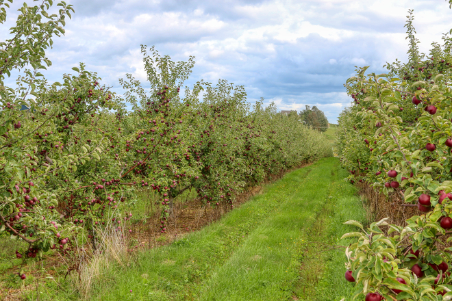 Apple season near Wolfville NS Wolfville, Nova Scotia