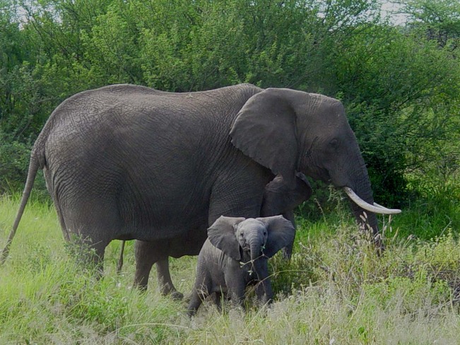 Mamaman et bébé éléphants Tanzanie