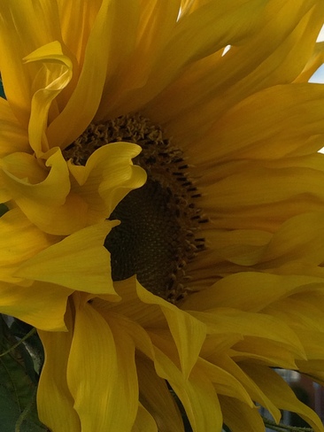 Sunflower day Batchewana, ON