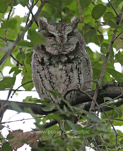 Screech Owl in Ottawa Ottawa, ON