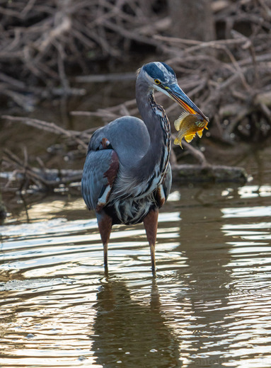 Great Blue Heron With Dinner