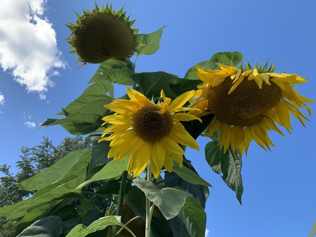 Sunflowers Kingston, Ontario, CA