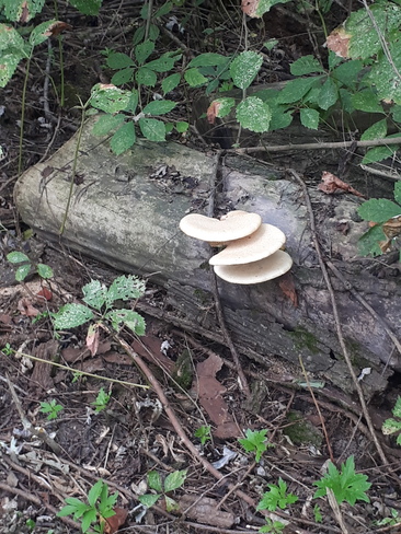 September is Mushroom Month Amherstburg, ON