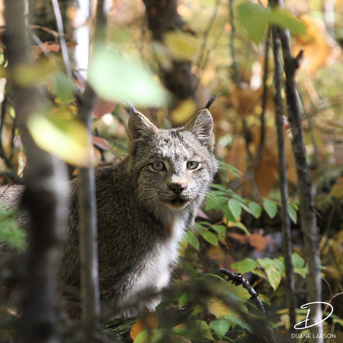 Canada Lynx Prince Albert National Park, SK