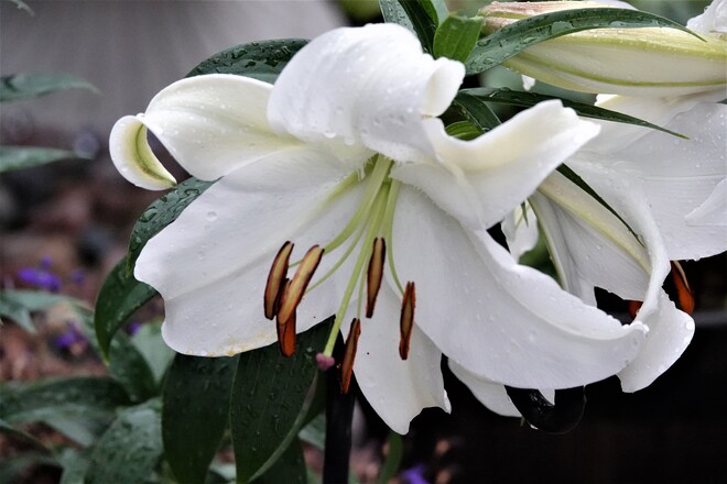 White Lily Kamloops, BC
