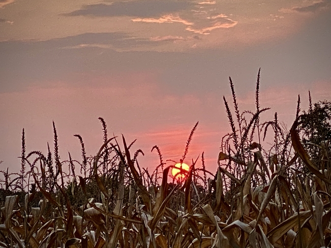 Sunset and corn fields Guelph, Ontario, CA