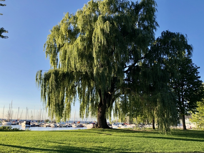 Willow by the lake Pointe-Claire, Quebec, CA