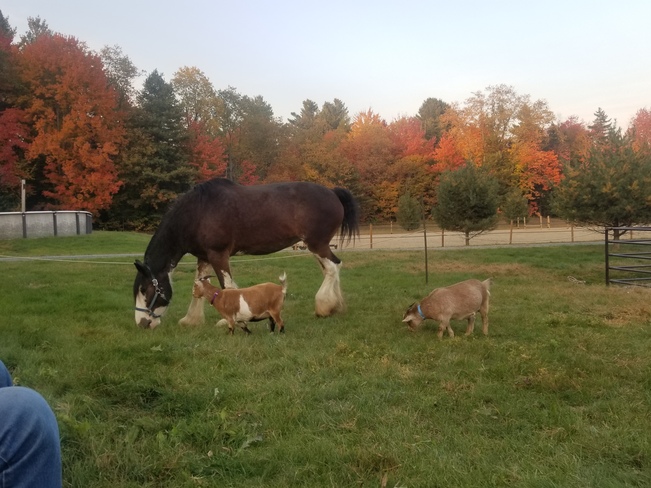 Pasha ses amies chèvres en automne Bolton-Est, QC