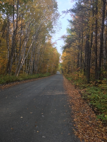Promenade en forêt Rémigny, Québec, CA