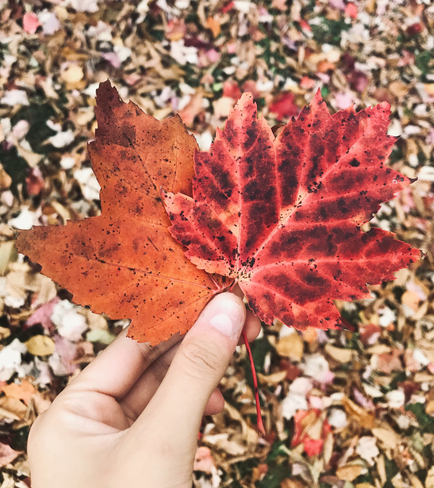 La beauté de l’automne 🍁🤍 Saint-Georges, Québec, CA