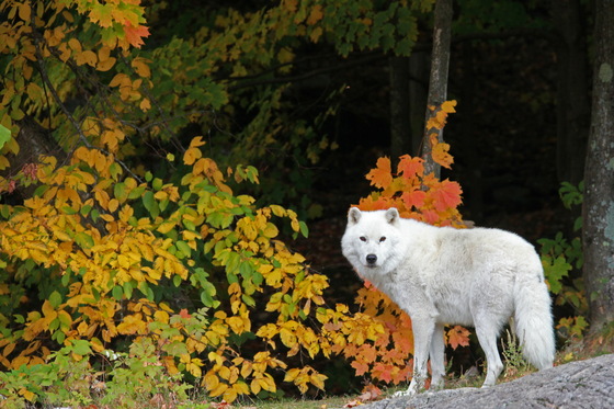 Arctic Wolf in Fall
