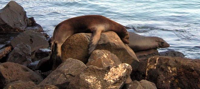 Phoque avachi aux Galapagos Galapagos Islands, Équateur