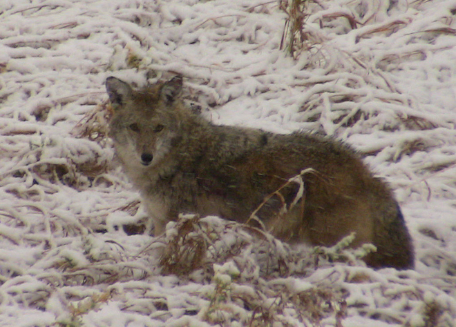 Morning visitor (Coyote) Calgary, Alberta, CA