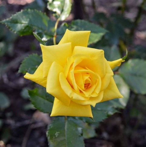 yellow rose Tilbury, Chatham-Kent, ON