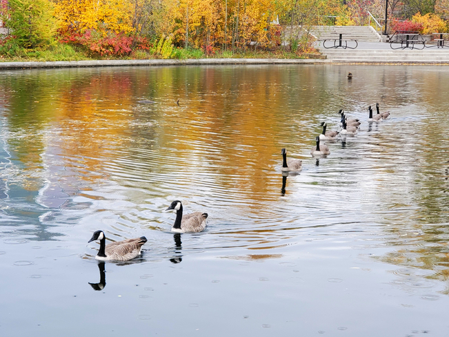 geese Winnipeg, MB