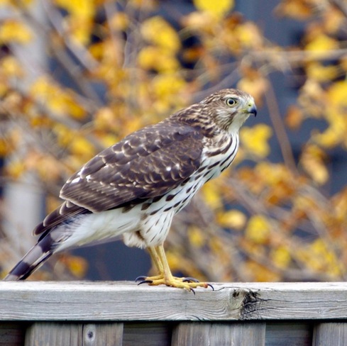 Falcon Mississauga, ON