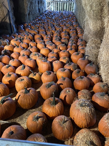 Knox pumpkin farm Clarington, ON