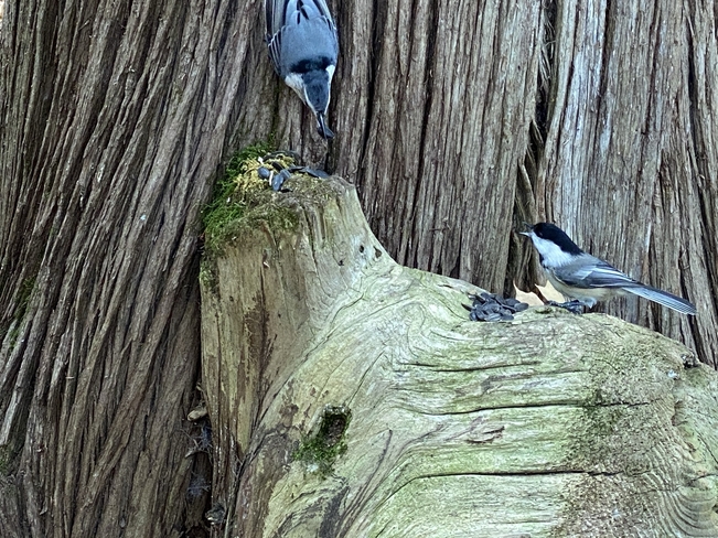 “ Hey , Mr Blue Jay that’s mine “ Presqu'Ile Point, Ontario, CA