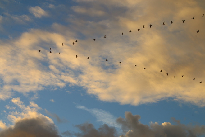 Birds Flying at Sunset Garry Point Park, Seventh Avenue, Richmond, BC