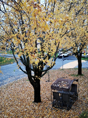 De belles feuilles mortes. Drummondville, QC