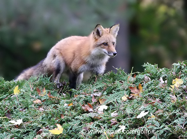 Fox on top of cedar hedge Ottawa, ON