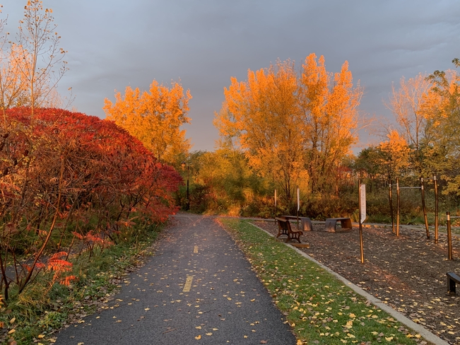 Le soleil levant qui enflamme l’automne! L'Île-des-Soeurs, Québec, CA