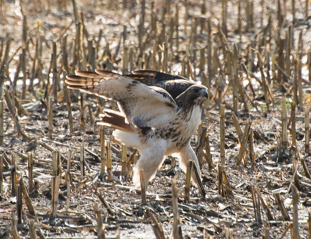 Red-tailed Hawk Ottawa, ON