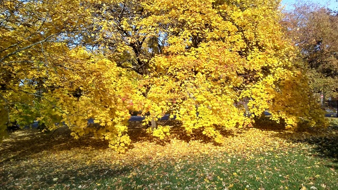 Yellow Fall Boucherville, QC
