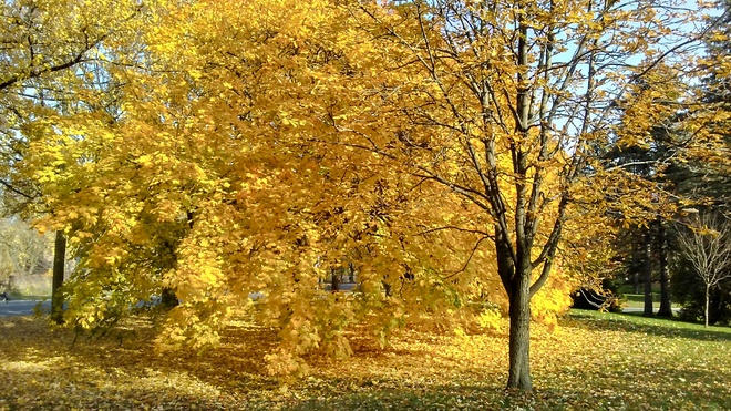 Yellow Fall Boucherville, QC