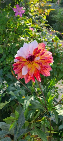 fleur de septembre Villeray/Saint-Michel/Parc-Extension, QC