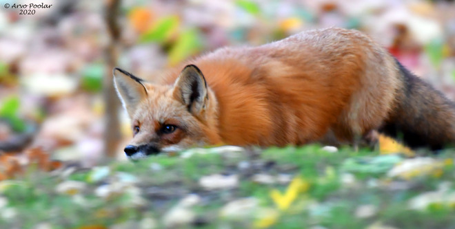 Red Fox on the hunt Scarborough, Toronto, ON
