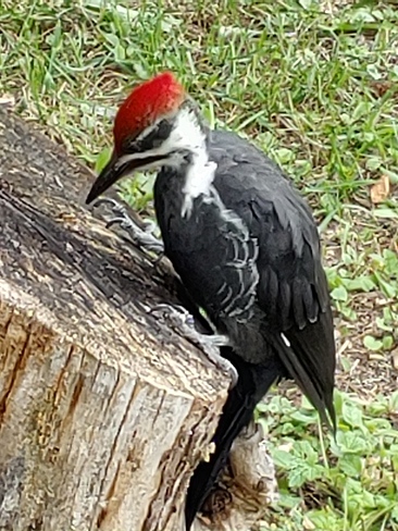 Pileated Woodpecker Chapleau, ON