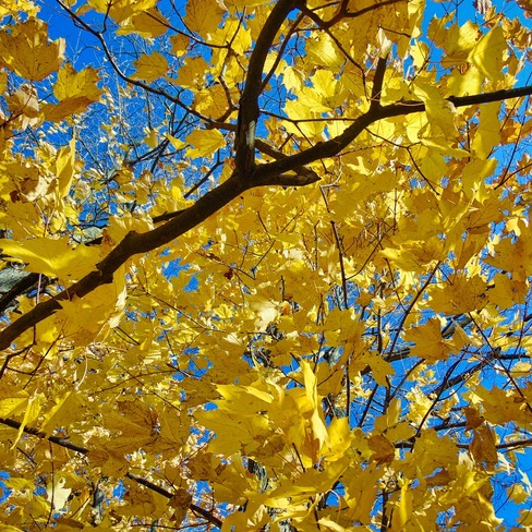 Fall colors Ottawa, ON