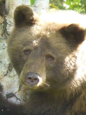 Brown bear - mother Cold Lake, Alberta, CA