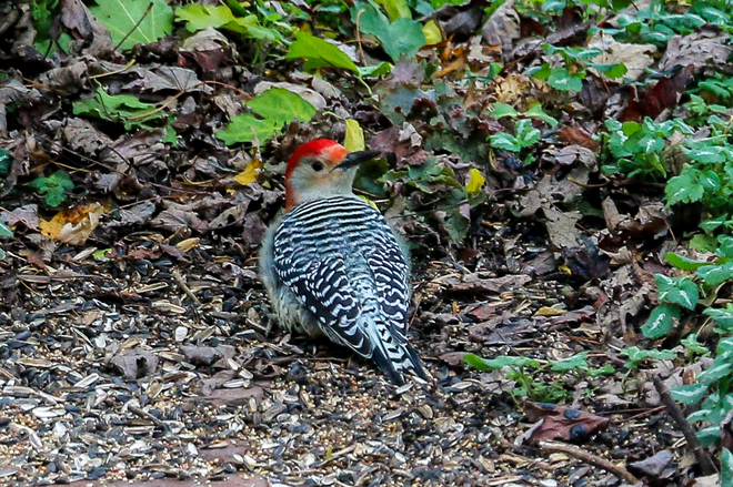 Red-bellied Woodpecker Tecumseh, ON