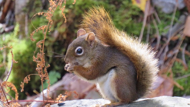 Hungry Squirrel Halifax, Nova Scotia