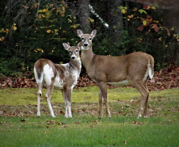 Piebald deer with Mama Geary, NB