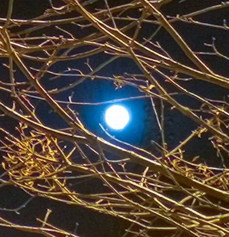 Lune Bleue Brompton, QC