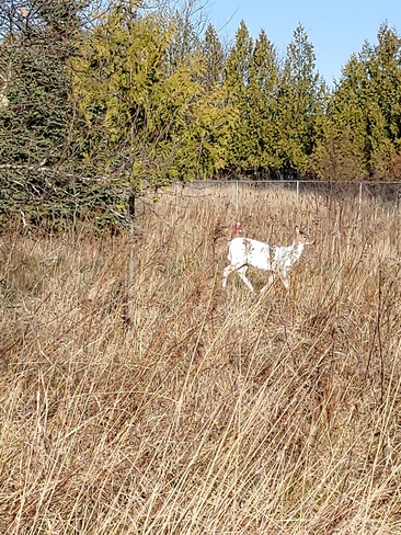 white white tail Saint Andrews, NB