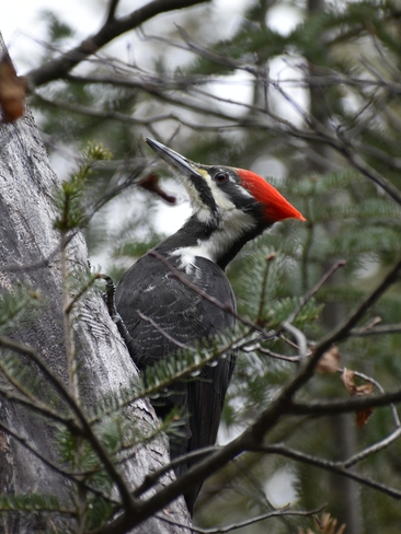 Pileated Woodpecker, female Thunder Bay, ON
