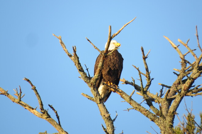 On his perch! Lower Branch, Nova Scotia