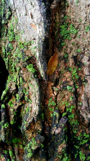 Leaf holding on to fall on tree bark