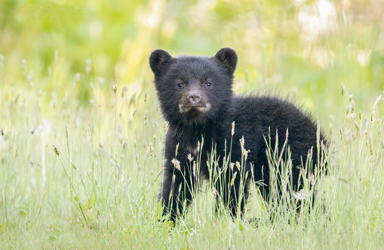 Curious bear cub 