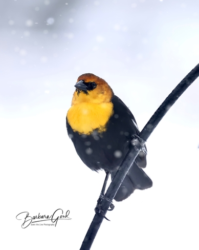 Yellow headed blackbird Thessalon 12, Ontario, CA