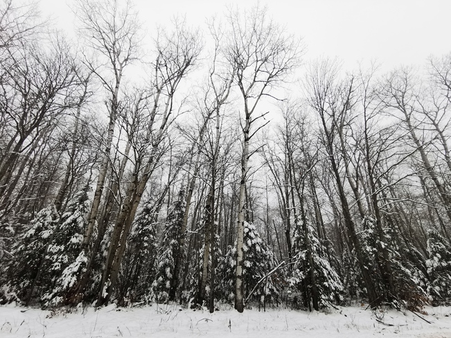 Winter forest scenes Rutherglen, ON