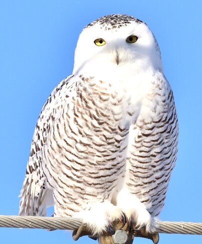 Snowy owl Brooks, AB