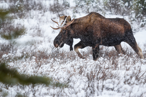Snowstorm Moose 