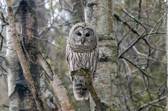 Barred Owl Stare