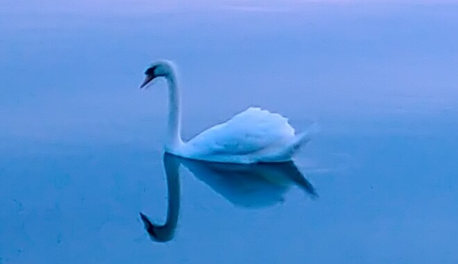 Swan on glass Brighton, ON